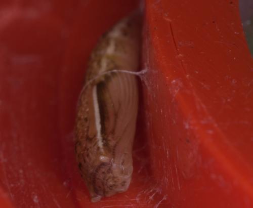 Réf. 294 186 : Cyclophora sp.